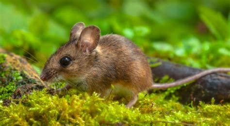 Types of Pest Mice You’ll Find In or Around Your Pennsylvania Home