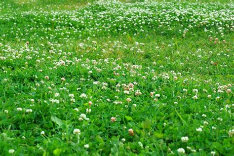 Fondo Del Prato Inglese Con I Fiori Fotografia Stock Immagine Di