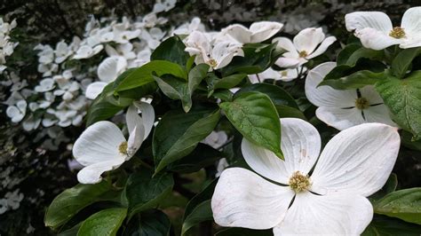 Venus Dogwood | Native Roots