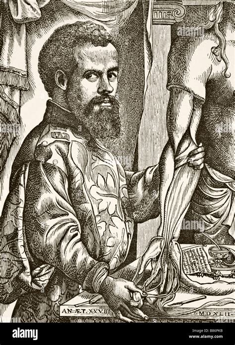 Vesalius Anatomy Hi Res Stock Photography And Images Alamy