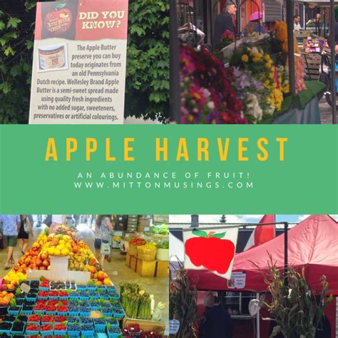 Apple Harvest | mittonmusings