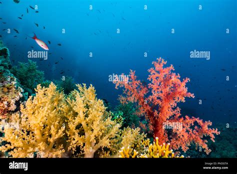 Animal Underwater Plants Ocean Hi Res Stock Photography And Images Alamy