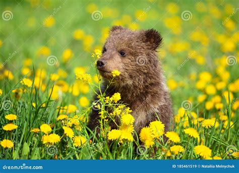 Cute Little Brown Bear Cub Playing on a Lawn Stock Image - Image of ...