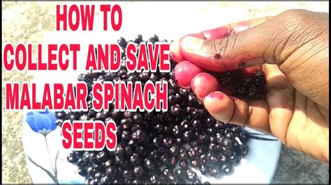 How To Collect And Save Malabar Spinach Seeds Youtube