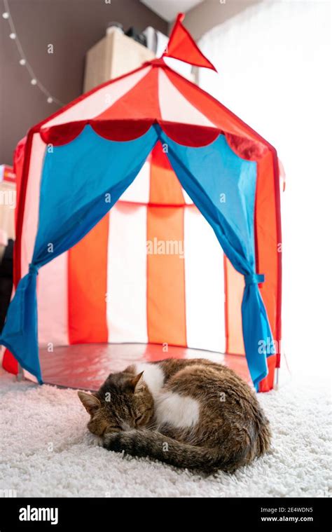 Cat Sleeping At Home Pussy In Cicus Tent Stock Photo Alamy
