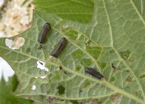 Viburnum Beetle Gedling Conservation Trust Nottingham