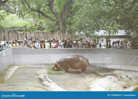 Large Hippo Underwater In San Diego Zoo Animal Habitat Enclosure ...