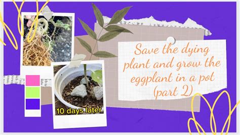 Save The Dying Plant And Grow The Eggplant In A Potcứu Cây Sắp Chết Và