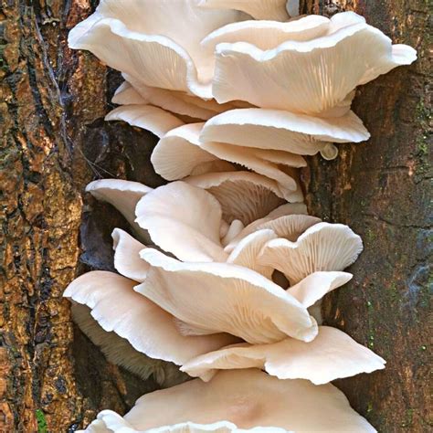 Oysters Mushroom Appreciation