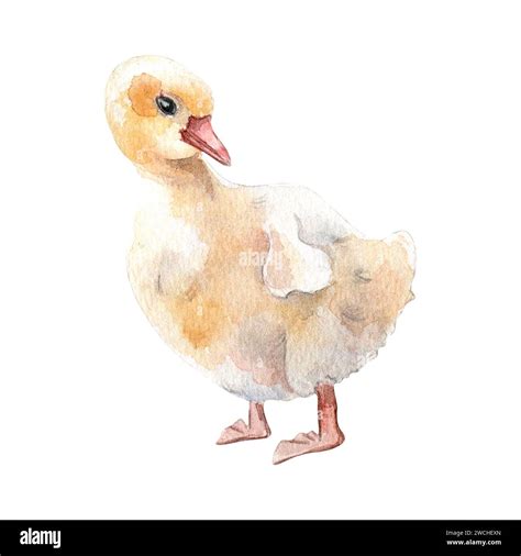 Watercolor Cute Goose Chick Fluffy White Bird Illustration Isolated On