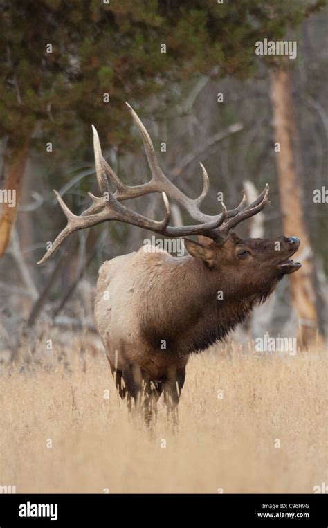 United States, Wyoming, Yellowstone National Park, male elk bugling ...