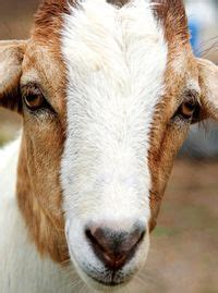 A Guide To Eye Problems And Eye Infections In Goats Backyard Goats