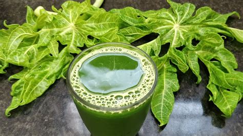 Papaya Leaf Juice And Benefits Juice For Dengue Fever How To Make