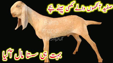 Shahzad goat farm hasilpur پیور مکھی چینے بچے آ گئے نکوڑے اور جھالر