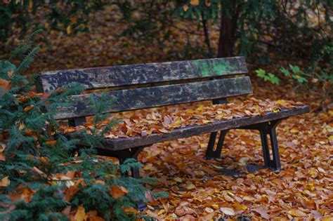 Plant Empty Park Man Made Space Tranquility Space Absence Day