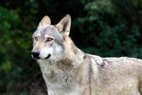 Italian wolf - Alchetron, The Free Social Encyclopedia