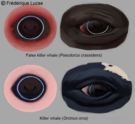 What color are orcas' eyes? - Wildlife & Railway Art - Frédérique Lucas