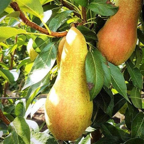 Abate Fetel Armut Fidanı Fidan İzmir Fidan Yetiştiriciliği Ve Pazarlama