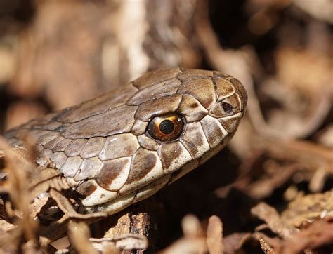 Copperhead Snake The Australian Museum