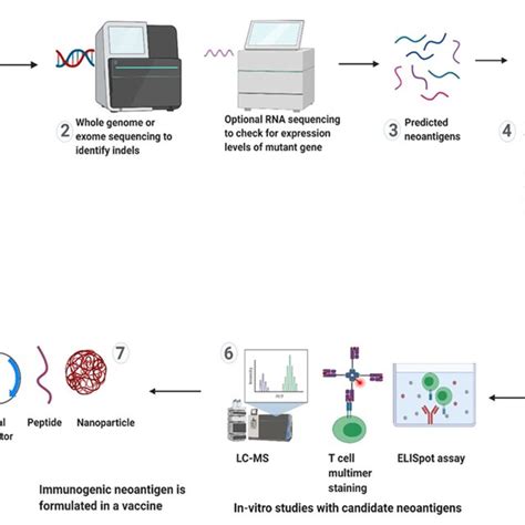 Schematic View Of The Different Steps Of Developing A Neoantigen