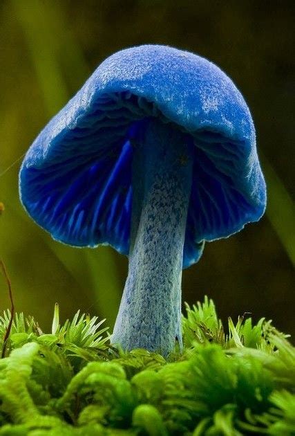 Beautiful Flowers Garden Beautiful Blue Mushroom Entoloma