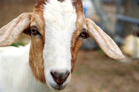 A Guide to Eye Problems and Eye Infections in Goats - Goat Journal