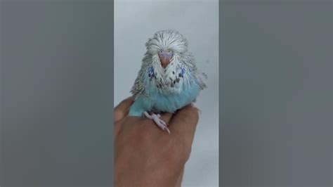 Exhibition Budgie Cinnamon Youtube