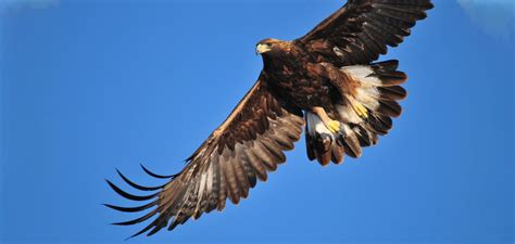 Golden Eagle Flying