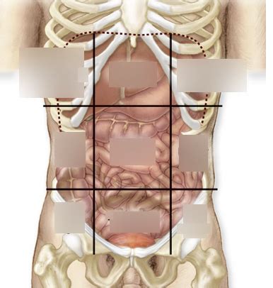 Exam Images Abdominopelvic Regions Diagram Quizlet