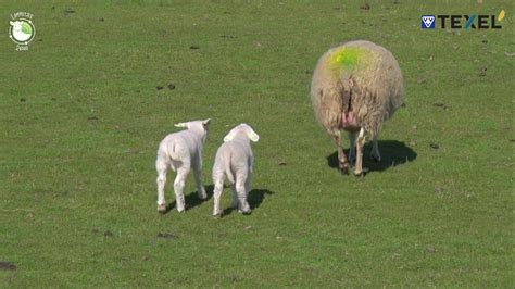 Lammetjes Spotten Op Texel Check De Lammetjesradar YouTube