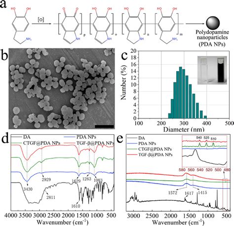 Polydopamine Nanoparticles Pda Nps Synthesis And Characterization A