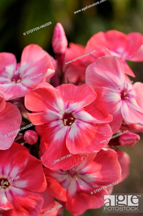 PHLOX PANICULATA EVA FOERSTER GARDEN PHLOX Stock Photo Picture And