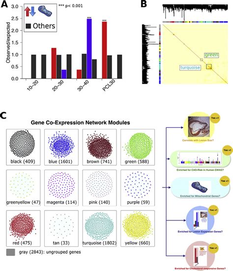 Mitochondrial Signature Gene Identification And Co Expression Network