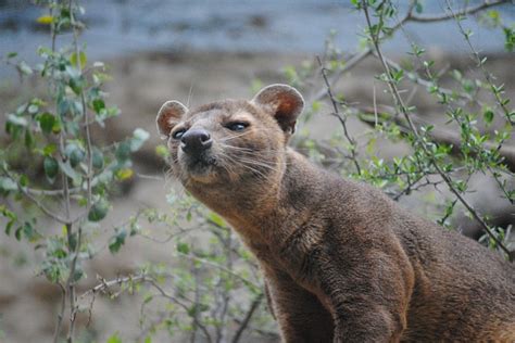 Fossa Mammal Madagascar - Free photo on Pixabay