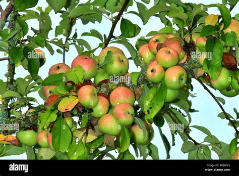 Common Crab Apple Wild Crab Apple Malus Sylvestris Ripe Apples On A