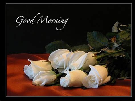 Beautiful White Roses Good Morning Good Morning Wishes Images