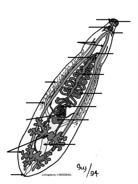 Class Trematoda Diagram | Quizlet