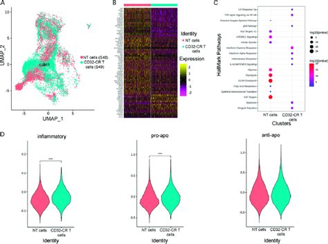 Single Cell Gene Expression Analysis Of CD32 CR T Cells A UMAP Plots