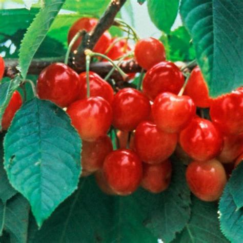 Whitegold® Sweet Cherry Tree Stark Bros