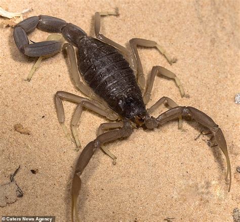 Chilling Time Lapse Showing Deathstalker Scorpion Shedding Its