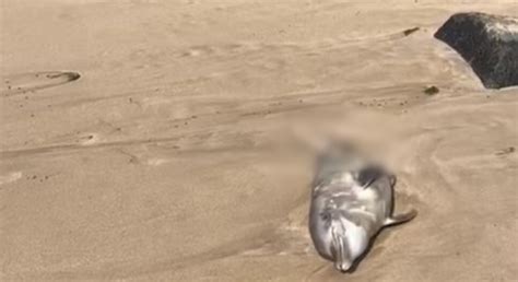 Golfinho é encontrado morto na praia de Boa Viagem na Zona Sul do