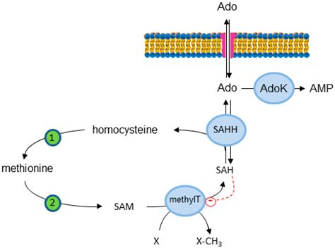 IJMS Free Full Text The Inside Story Of Adenosine