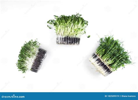 Growing Microgreens Sprouts Stock Image Image Of Greens Food 182509519