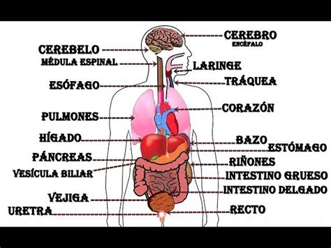 Organos Del Cuerpo Humano Collection Cheap Gbu Taganskij Ru