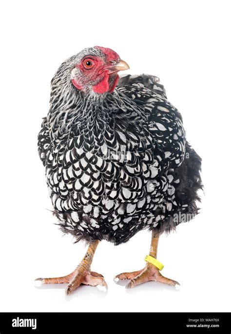 Silver Laced Wyandotte Chicken In Front Of White Background Stock Photo