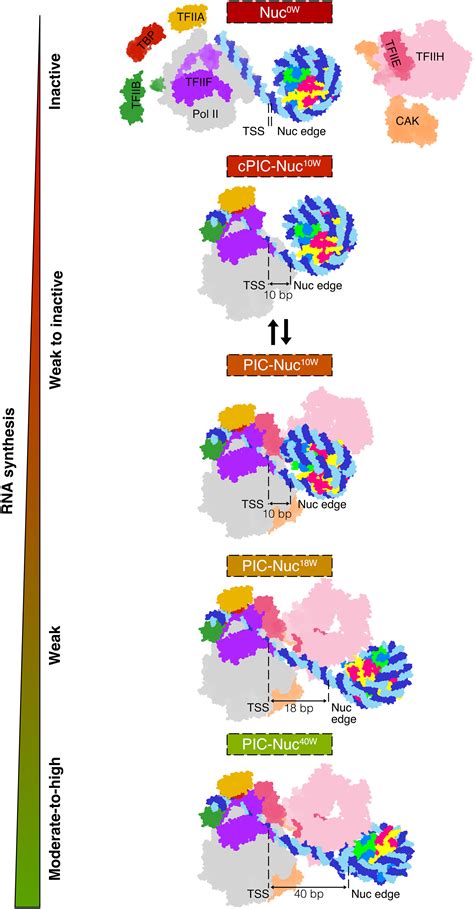 Structural Basis Of Transcription Reduction By A Promoter Proximal