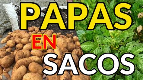 COMO SEMBRAR papas o PATATAS en un SACO en tu huerto muy facil vídeo