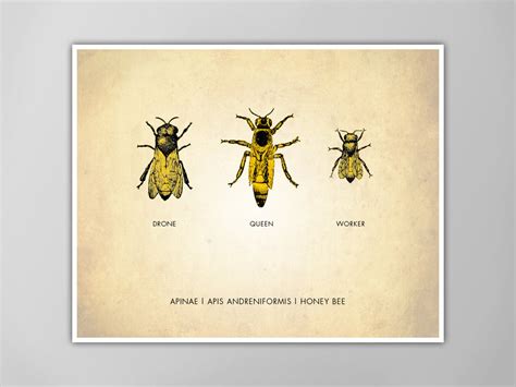 Honey Bees Art Print Bee Chart Natural History Poster Queen Bee Drone ...