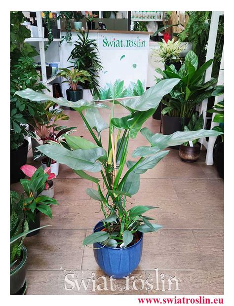 Philodendron Silver Queen Filodendron Świat Roślin sklep z roślinami