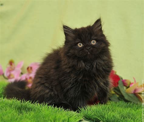 Cute Selkirk Rex Kittens Photos